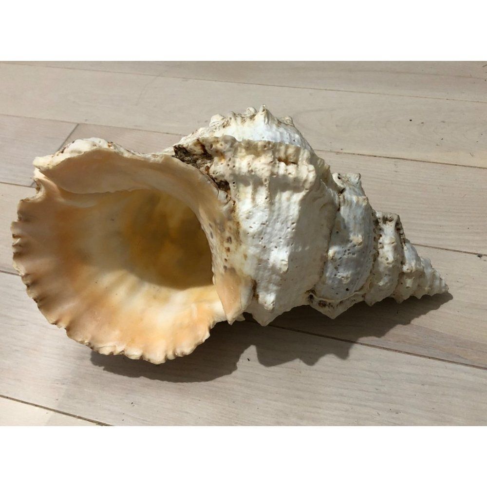Giant Frog Pacific Lampas Tutufa Bubo Linnaeus Sea Shell 10 Inch Vintage